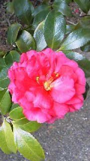 山茶花_d0004447_13533875.jpg