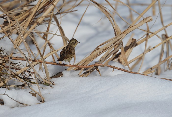 アオジ・・・雪の中で餌さがし_c0233349_14254.jpg