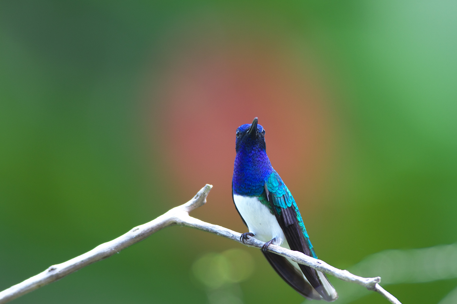 シロエリハチドリ White-necked Jacobin : ぼちぼち、と