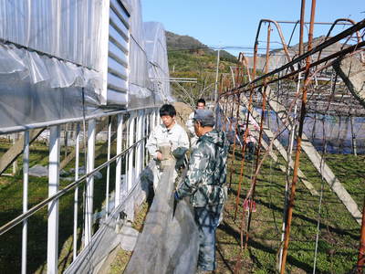 熊本ぶどう 社方園 ハウス張りと熊本農業高校からの農業実習(2014)_a0254656_17551972.jpg