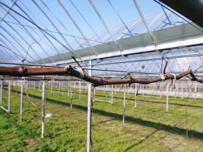 熊本ぶどう 社方園 ハウス張りと熊本農業高校からの農業実習(2014)_a0254656_18245643.jpg