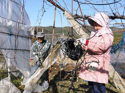 熊本ぶどう 社方園 ハウス張りと熊本農業高校からの農業実習(2014)_a0254656_1828148.jpg