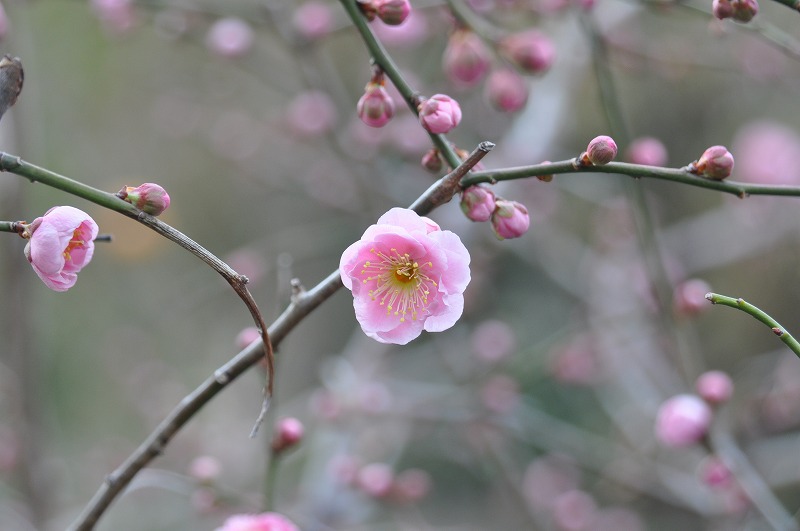 紅梅の開花_b0104861_19182047.jpg