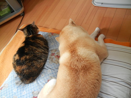’14,2,13(木)日本にメダルが3個目~!_f0060461_1458097.jpg