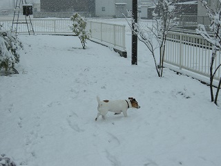 :: 珍しい雪 ::_e0204865_15103690.jpg