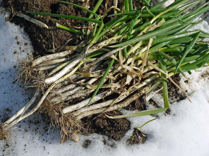 畑が雪で埋まり、キャベツ、タマネギへの追肥断念:2・12_c0014967_8262611.jpg