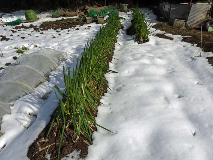 畑が雪で埋まり、キャベツ、タマネギへの追肥断念：2・12_c0014967_8265524.jpg