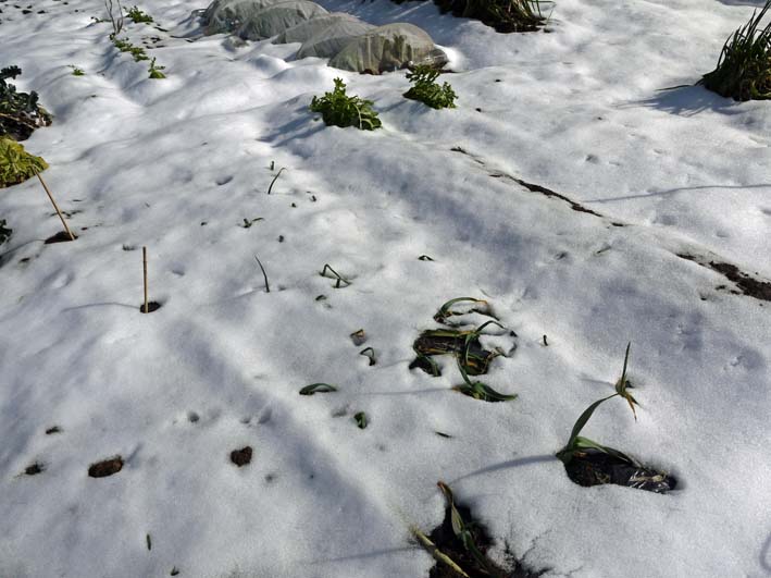 畑が雪で埋まり、キャベツ、タマネギへの追肥断念：2・12_c0014967_8293597.jpg