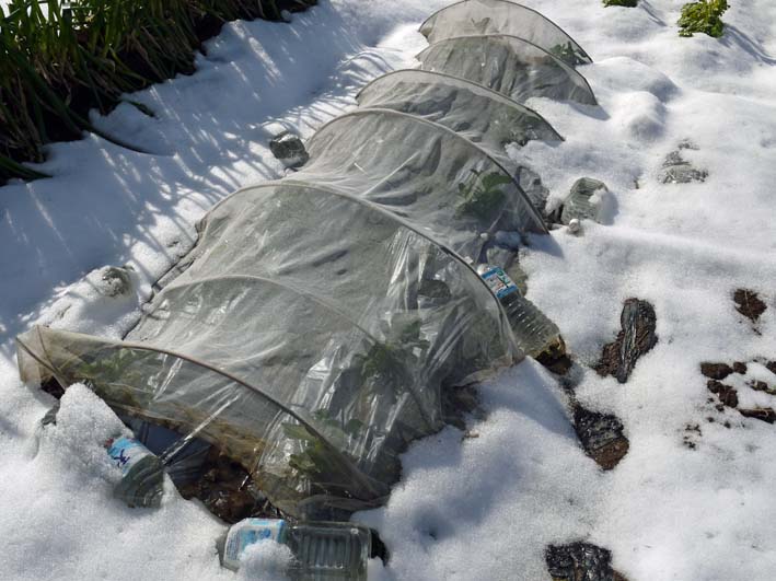 畑が雪で埋まり、キャベツ、タマネギへの追肥断念:2・12_c0014967_8313999.jpg