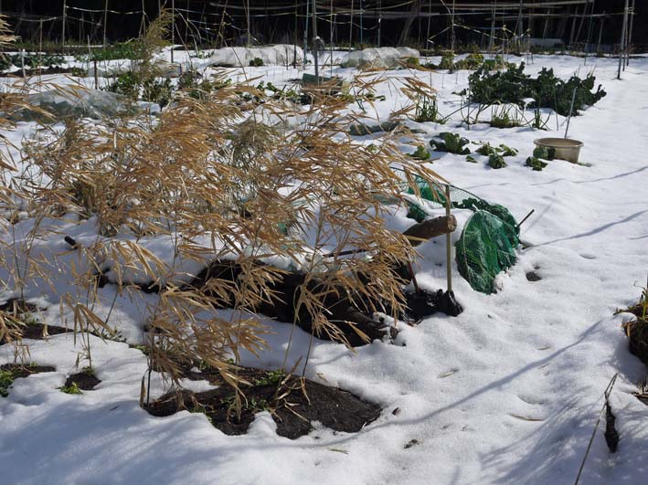 畑が雪で埋まり、キャベツ、タマネギへの追肥断念：2・12_c0014967_832646.jpg