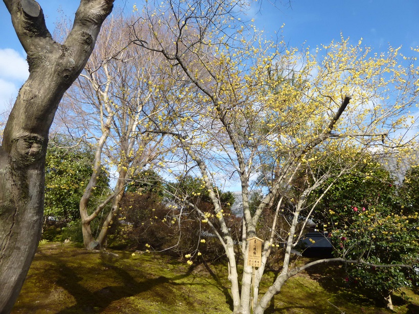冬の花_f0205367_18182116.jpg