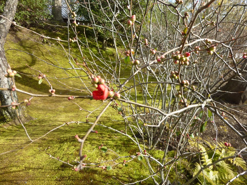 冬の花_f0205367_18204345.jpg