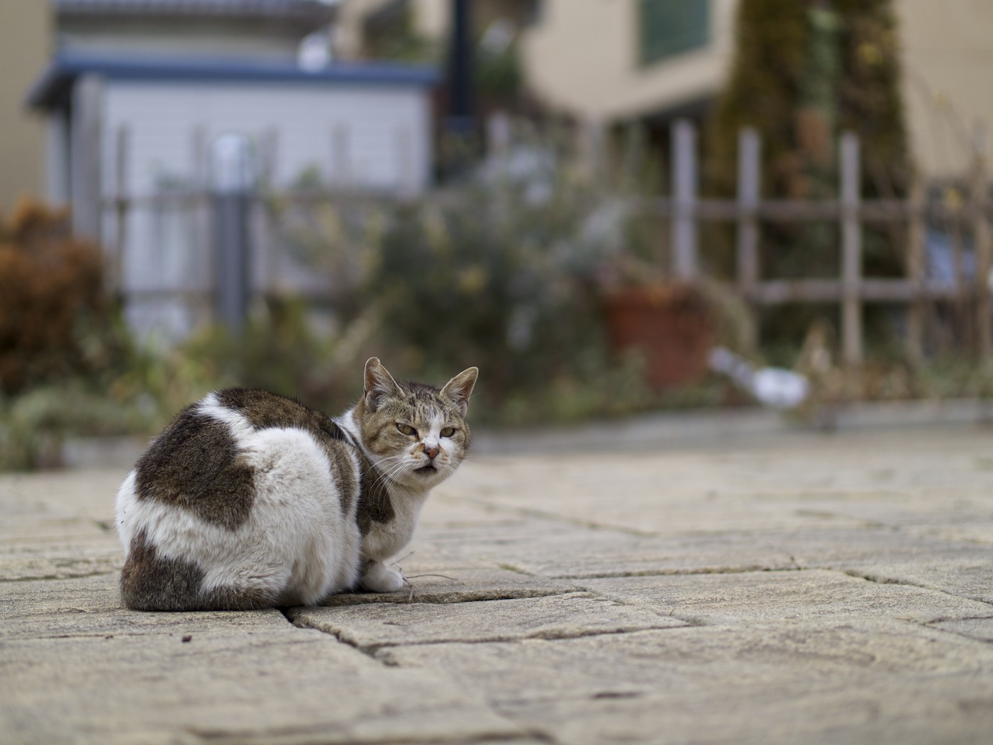 あっ！だるまさん 見つけた_f0011273_14114241.jpg