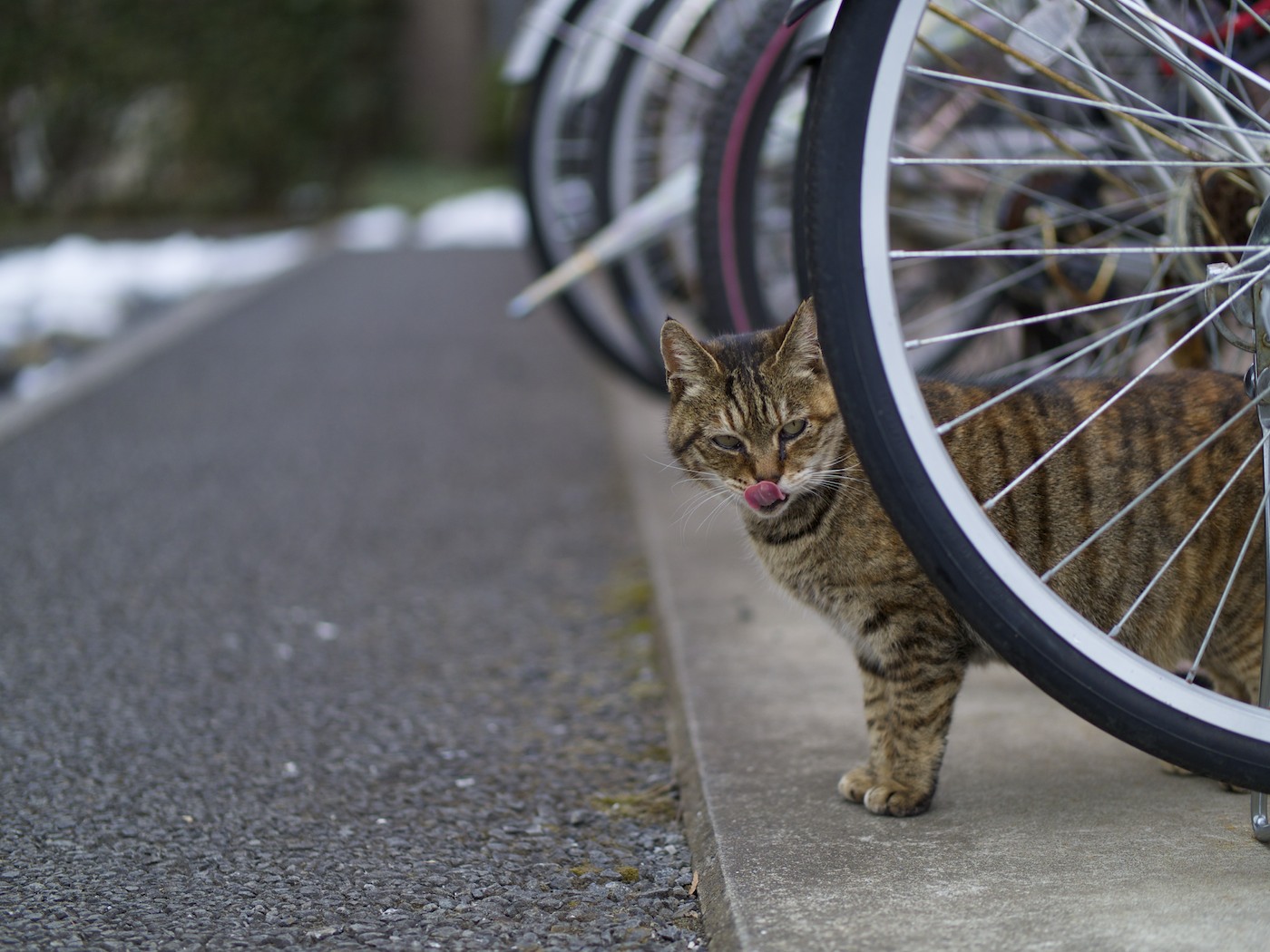 あっ！だるまさん 見つけた_f0011273_14135648.jpg