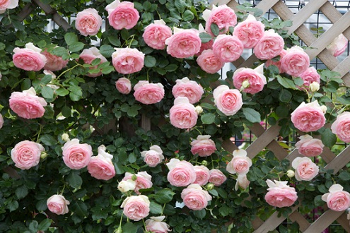 このお花を知っていますか?_c0122475_12355254.jpg
