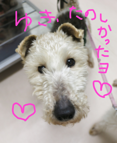 雪と学会とソーラ先生。_c0245679_18134329.jpg