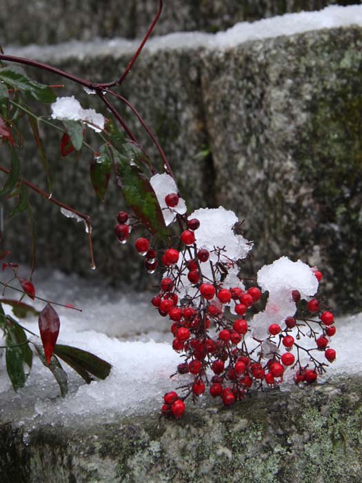 雪のち雨_c0177785_14211087.jpg