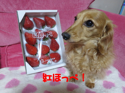 埼玉県から認められたったｗｗｗ_b0200291_2028182.jpg