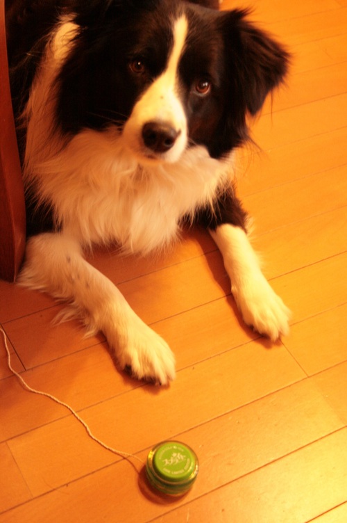 ふてくされる犬 店主ブログ Calm 器 雑貨 カーム