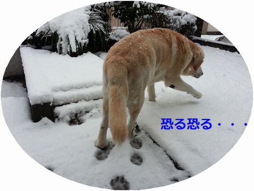 大阪の大雪　　♪_f0183814_9395821.jpg
