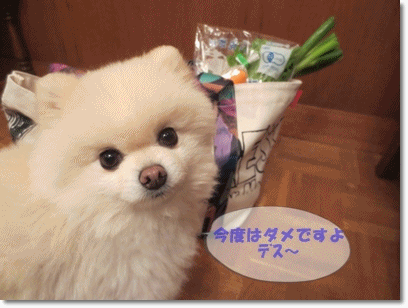 b0167519_1134848.gif