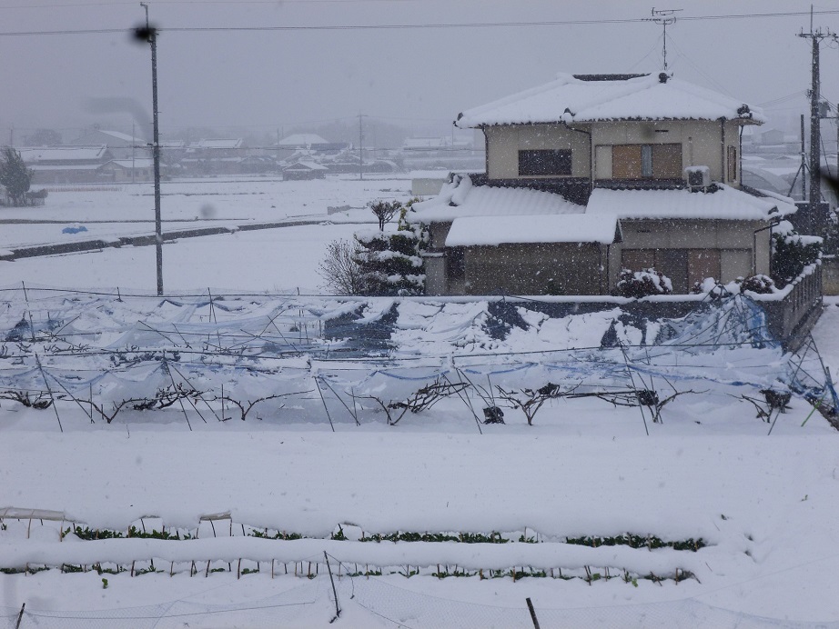 大雪の大阪^^;_f0228619_14312931.jpg