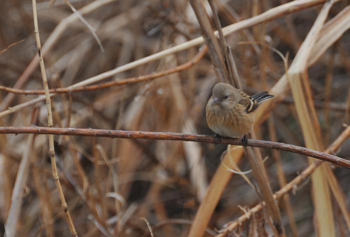 カカオ果実・ヒヨドリ・モズ・ベニマシコ♀　２０１４.２.１３_c0276323_13215859.jpg