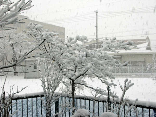 雪_f0129726_8295131.jpg