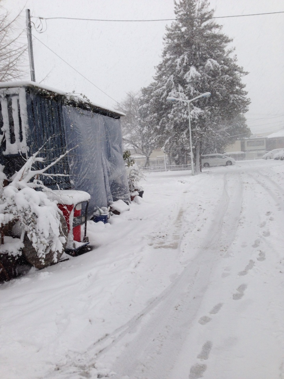 やっぱり雪_c0102228_2030264.jpg