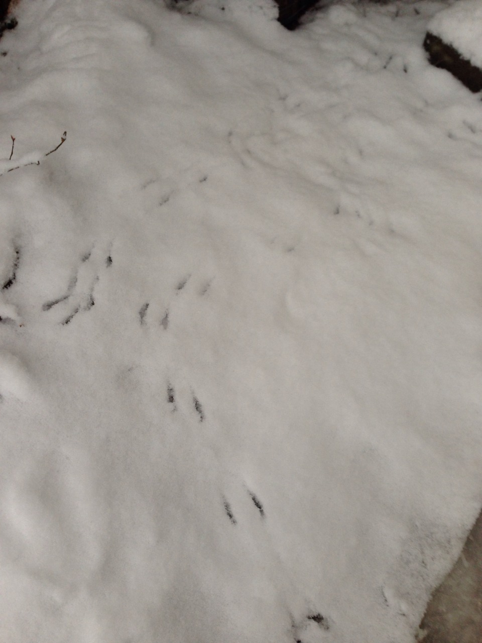 やっぱり雪_c0102228_2142222.jpg