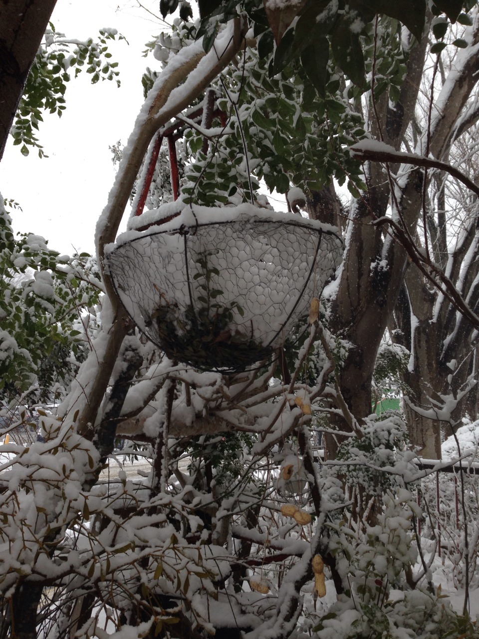 やっぱり雪_c0102228_2143914.jpg
