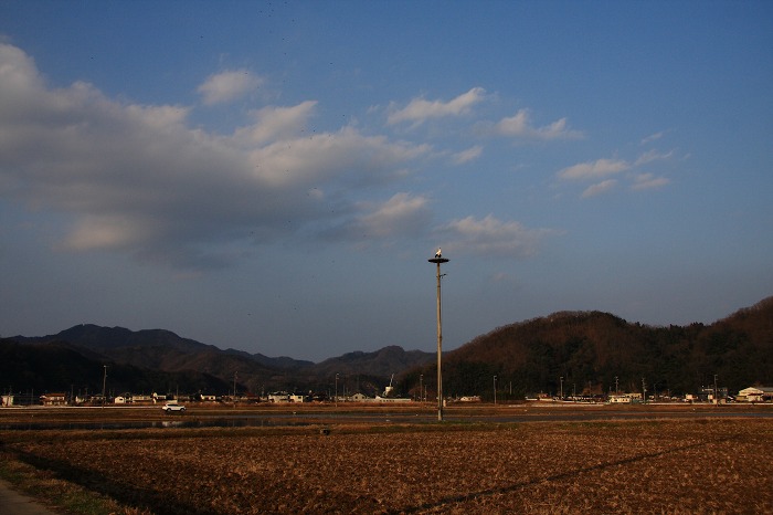 春の兆し_a0294534_1903519.jpg