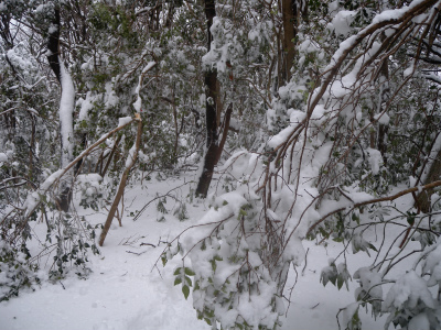 “白石山からトギシ山まで雪道縦走”_e0272335_20341379.jpg