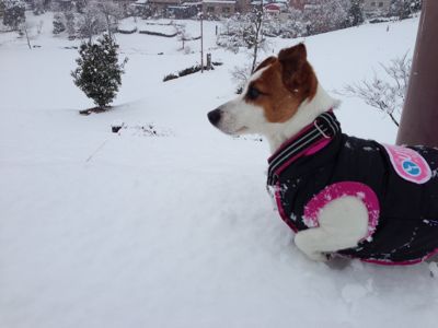 三重県、すごい雪です_a0320241_13121338.jpg