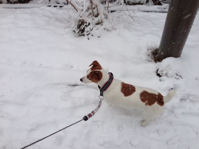 三重県、すごい雪です_a0320241_1312836.jpg