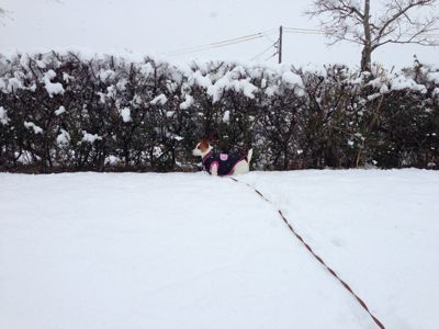 三重県、すごい雪です_a0320241_1312987.jpg