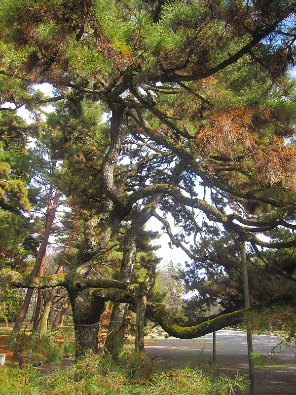 【京都御苑】の見事な「松の銘木」_e0237645_9153981.jpg