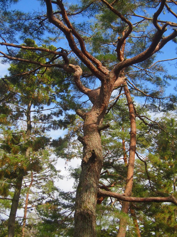 【京都御苑】の見事な「松の銘木」_e0237645_915927.jpg