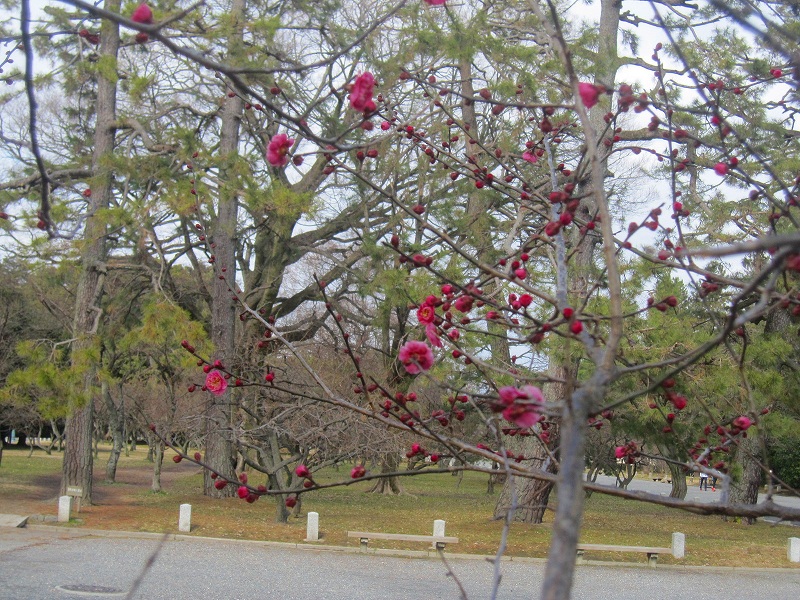 そろそろ梅が・・・と出かけてみたが。【京都御苑】0209_e0237645_9214458.jpg