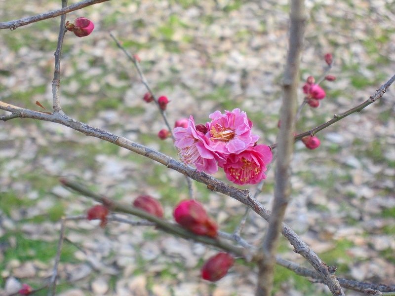 そろそろ梅が・・・と出かけてみたが。【京都御苑】0209_e0237645_9215942.jpg