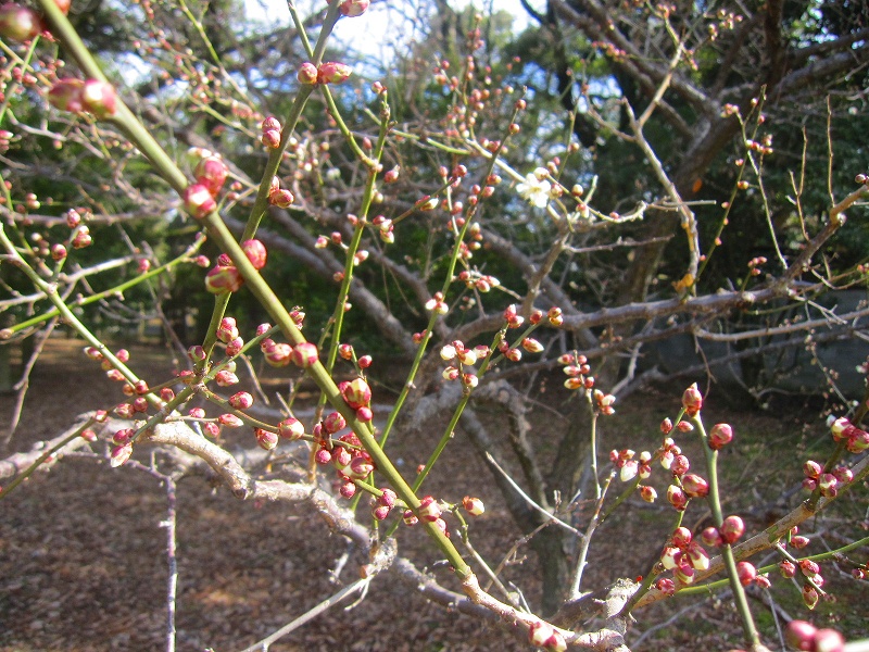 そろそろ梅が・・・と出かけてみたが。【京都御苑】0209_e0237645_9221551.jpg