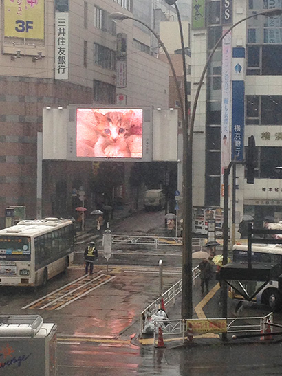 渋谷中央街大型ビジョンにうちの猫らムービー_a0028451_13172615.jpg