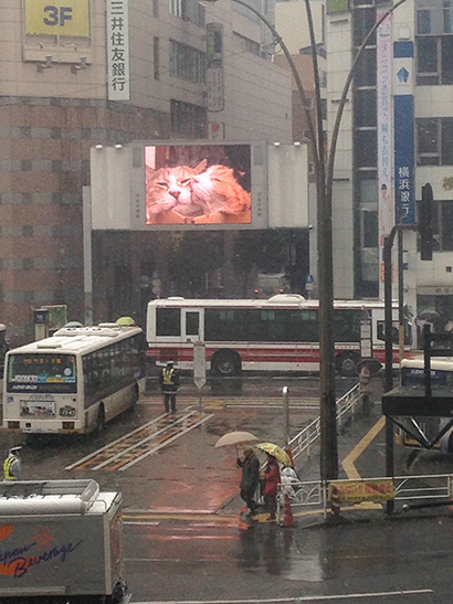 渋谷中央街大型ビジョンにうちの猫らムービー_a0028451_1319739.jpg