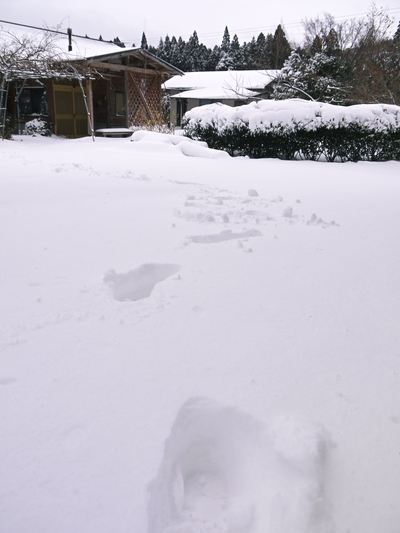 ホワイトバレンタイン!どころじゃない大雪!積雪なんと35cm!!_a0254656_19315983.jpg
