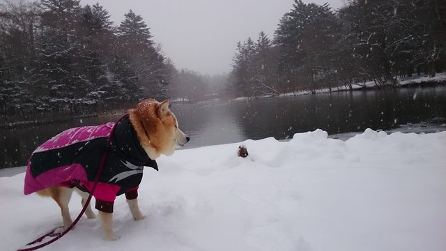 b0274270_10595726.jpg
