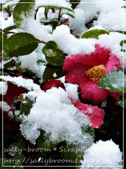 雪降る＊ホワイトバレンタイン_d0132371_2323486.jpg