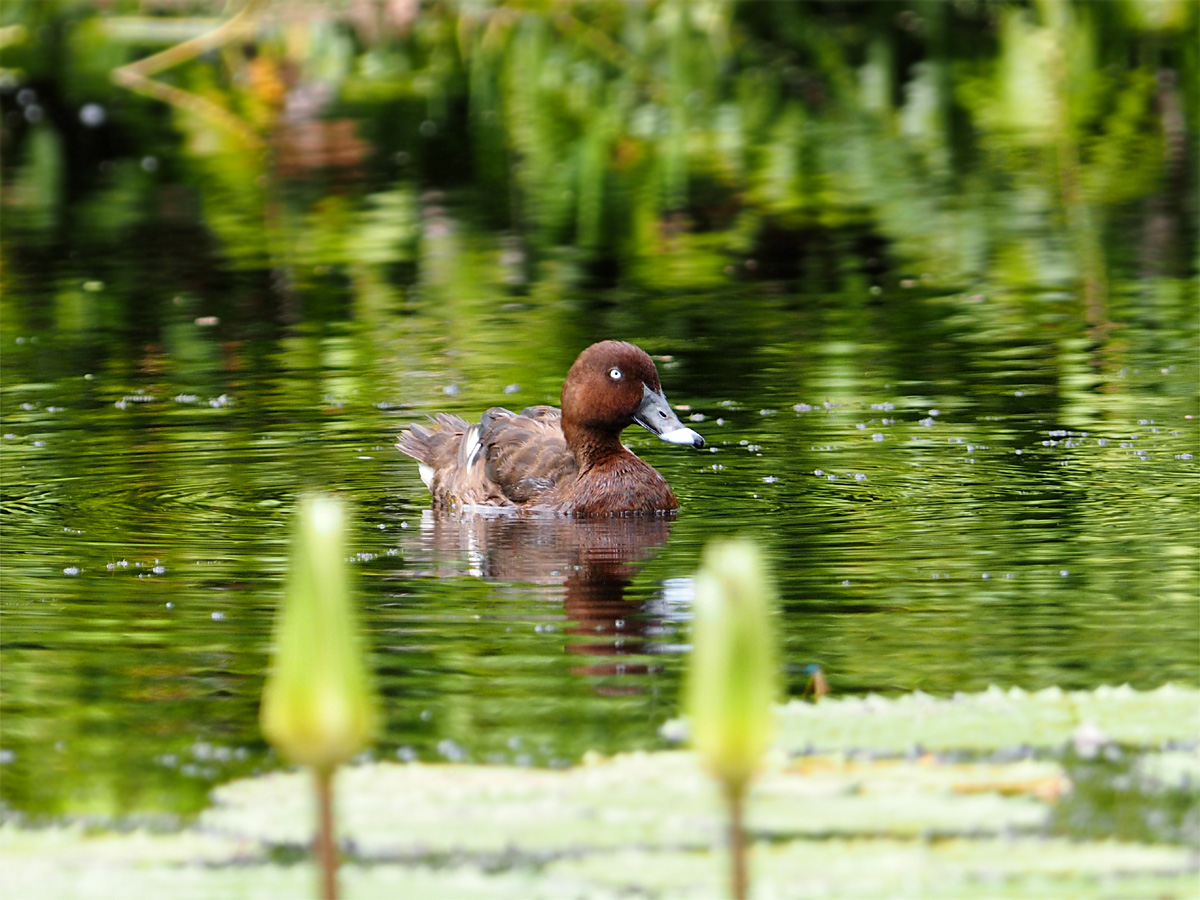 オーストラリアメジロガモ、他@Cairns Centenary Lakes_d0283373_13323131.jpg