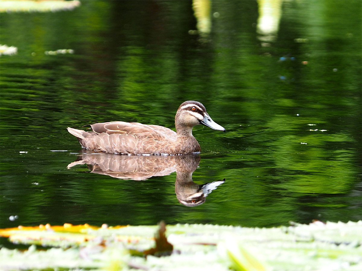 オーストラリアメジロガモ、他@Cairns Centenary Lakes_d0283373_13344056.jpg