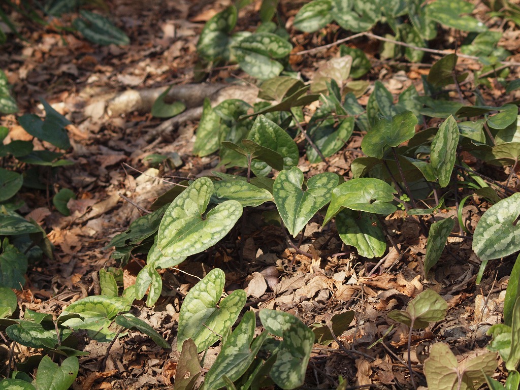 寒葵(カンアオイ)の花～♬』 : 自然風の自然風だより
