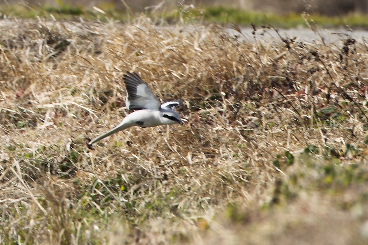 a0052080_2026030.jpg
